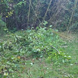 Vegetation Removal - Church Falls