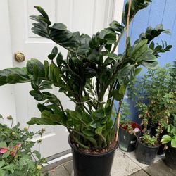 Zz Plant