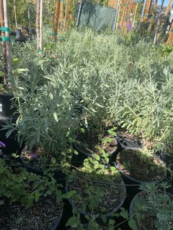 Rosemary,texas Ranger, Ligustrum, Lantana, Mexican Sage , Tuyas $12 Each In 5 Gallon