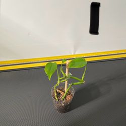 Monstera Deliciosa Plant