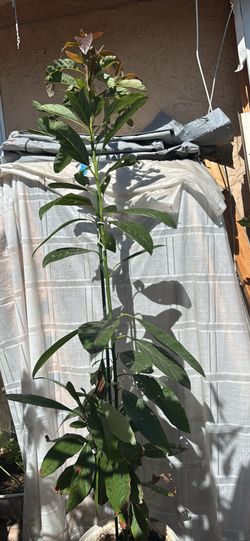 Avocado tree