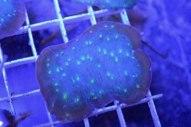 Hollywood Stunner Chalice Coral Frags