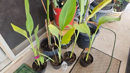 4 canna lillies 10 each , orange and yellow flowers