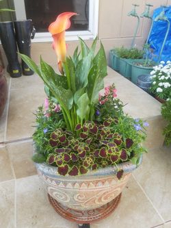 nice flowers in a pot