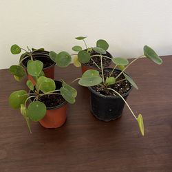 Pilea Peperomioides Babies