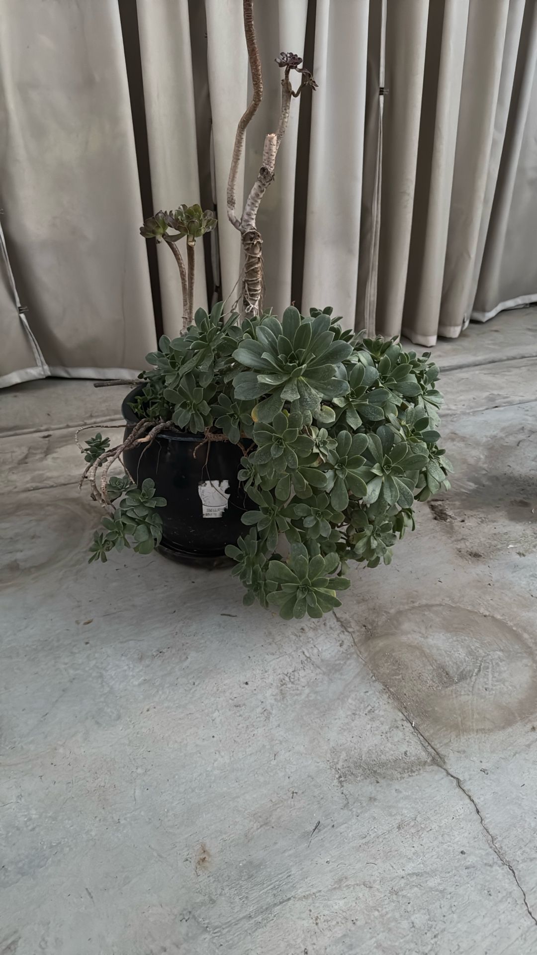 Succulent