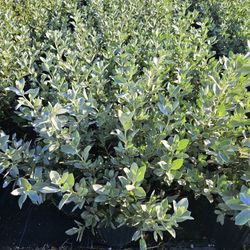 silver bottom wood for Hedge And fence