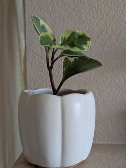 Healthy Beautiful Indoor Plant(Peperomia)