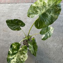 Rare Alocasia Variegated