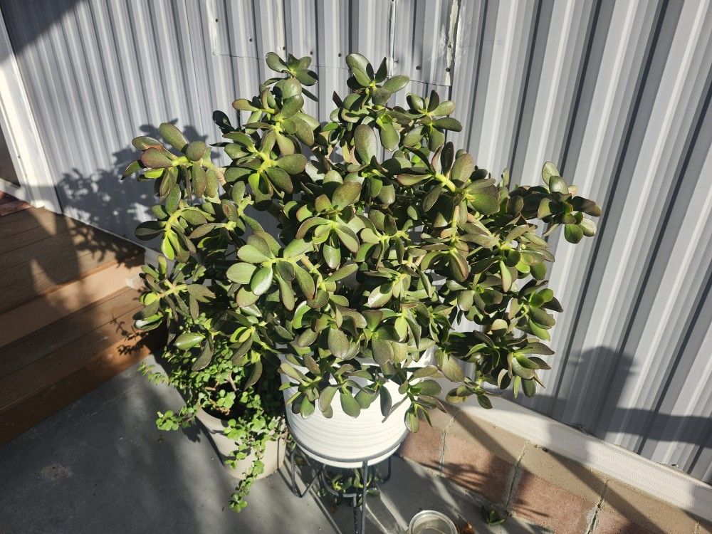 Free Plants