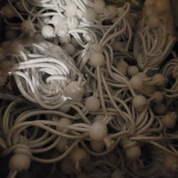 100 PCS Bungee Balls 6 Inch,White