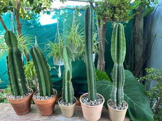 Cactus 🌵 diferentes Precios $12 y $10 each