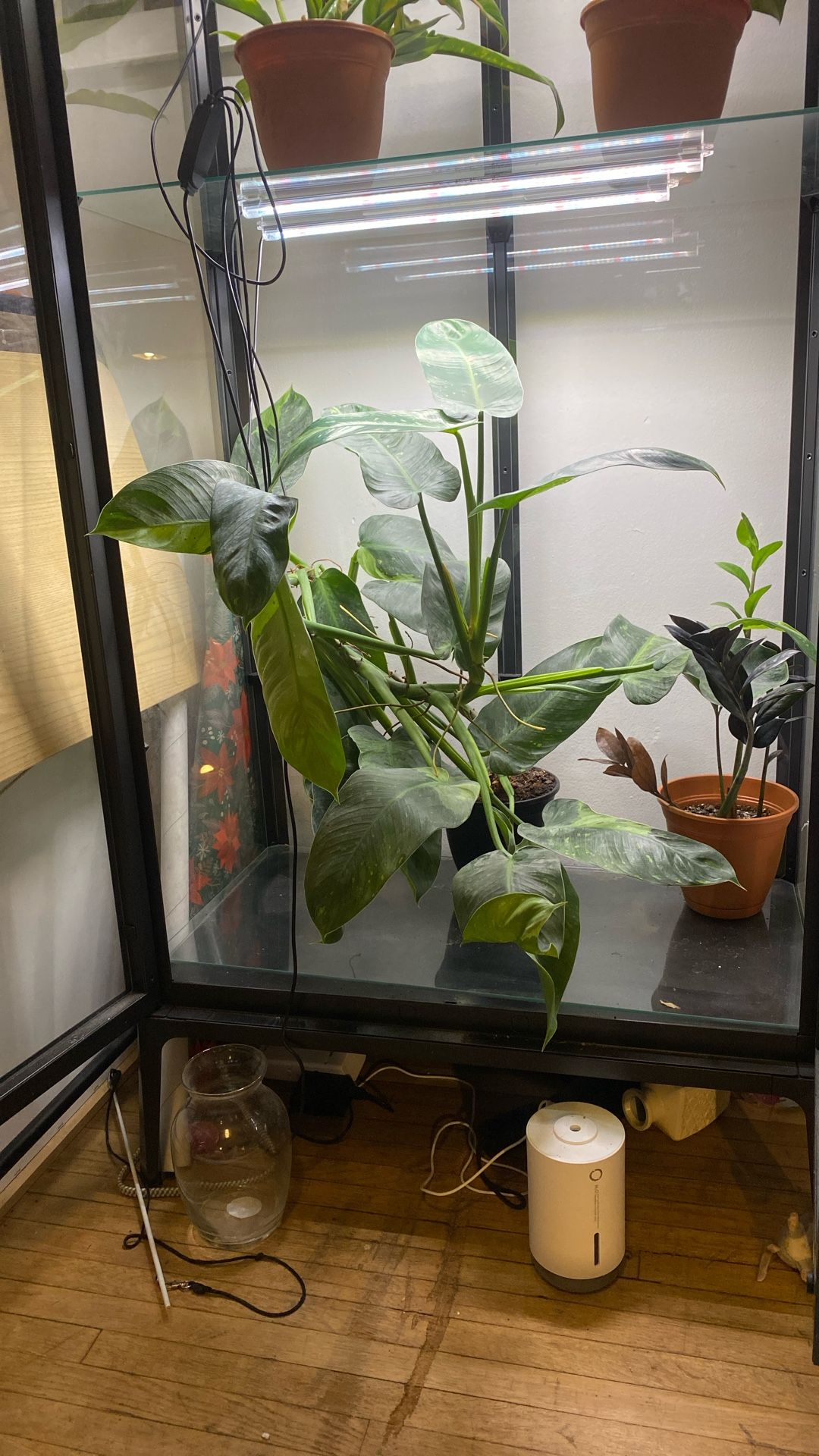 Plant