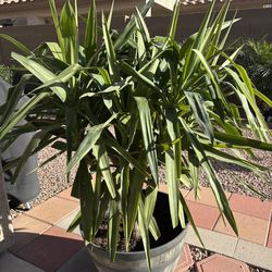 6 Arm potted Spineless Yucca