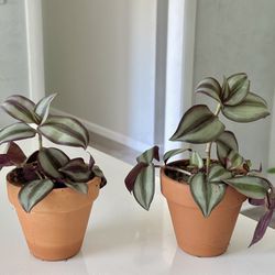 2 Tradescantia Zebrina Living Plants 🪴 in clay pots 4.5/4.5 $7 each  Can be sold separately 