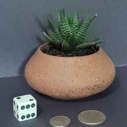 Haworthia Plant For Table, Counter, Or Desktop 