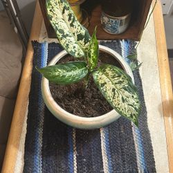 Leopard Plant With Pot