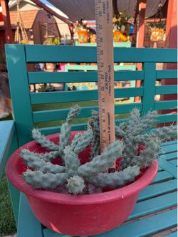 FREE: Opuntia Cholla Cuttings
