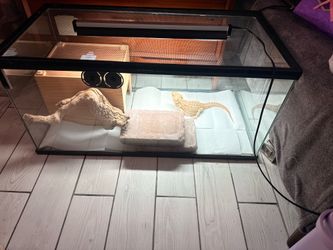 Bearded Dragon Enclosure