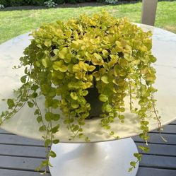 Golden Creeping Jenny ‘Aurea’ Lysimachia Nummularia (Outdoor & Indoor Live Plant)