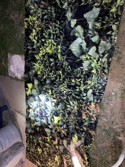 Jungle Floral Themed Canvas Banner