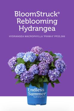 Bloomstruck Reblooming Hydrangea 3 Gal.