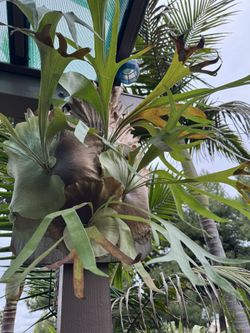 Staghorn Fern