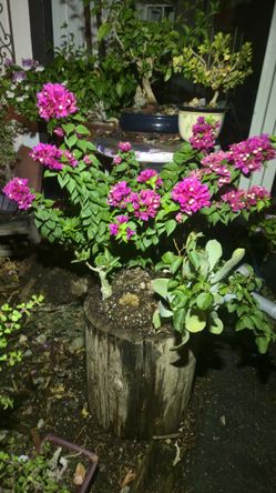 Bonsia Tree And Succulents on Old Telephone Pole