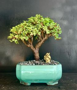 Bonsai Jade