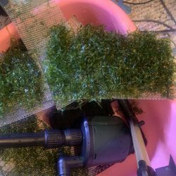  Aquarium Plants Fish Tank