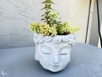 Succulents In pot