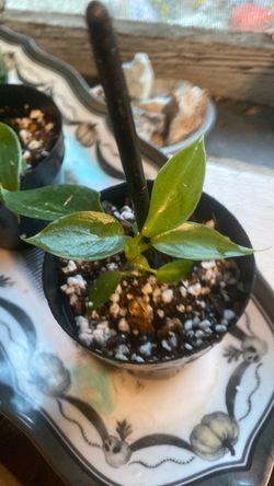 Spiritus sancti pups