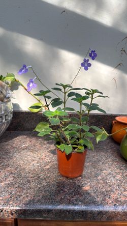 Streptocarpella Cape Primrose blooming houseplant