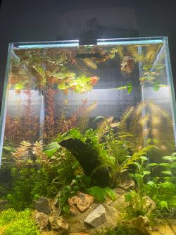 New aquael 20L as pictured aquascape planted fish tank aquarium.