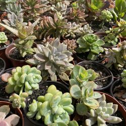 Succulents Plants 4”inch