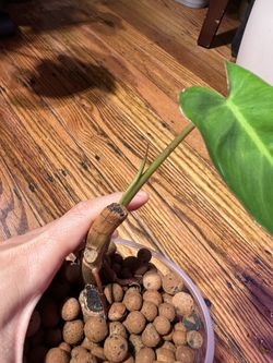 Reverted Philodendron Paraiso Verde Plant for Sale in Richmond, CA - OfferUp
