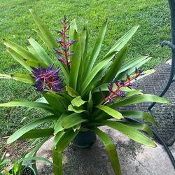 Large Rare Bromeliad Aechmea Blue Tango