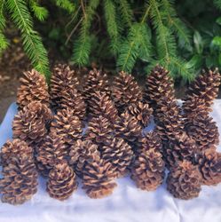 Wedding - Pine Cone Decorations