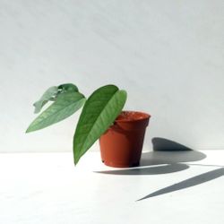 Rare Cebu Blue Plant/ Indoor Plant/ House Plant  Flower Patio Garden 