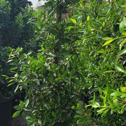 Ficus Nitida Hedge