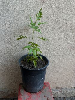 Tacoma yellow golden (Tronadora)