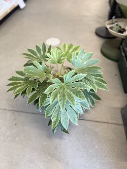 Variegated Fatsia Japonica Aralia Plant