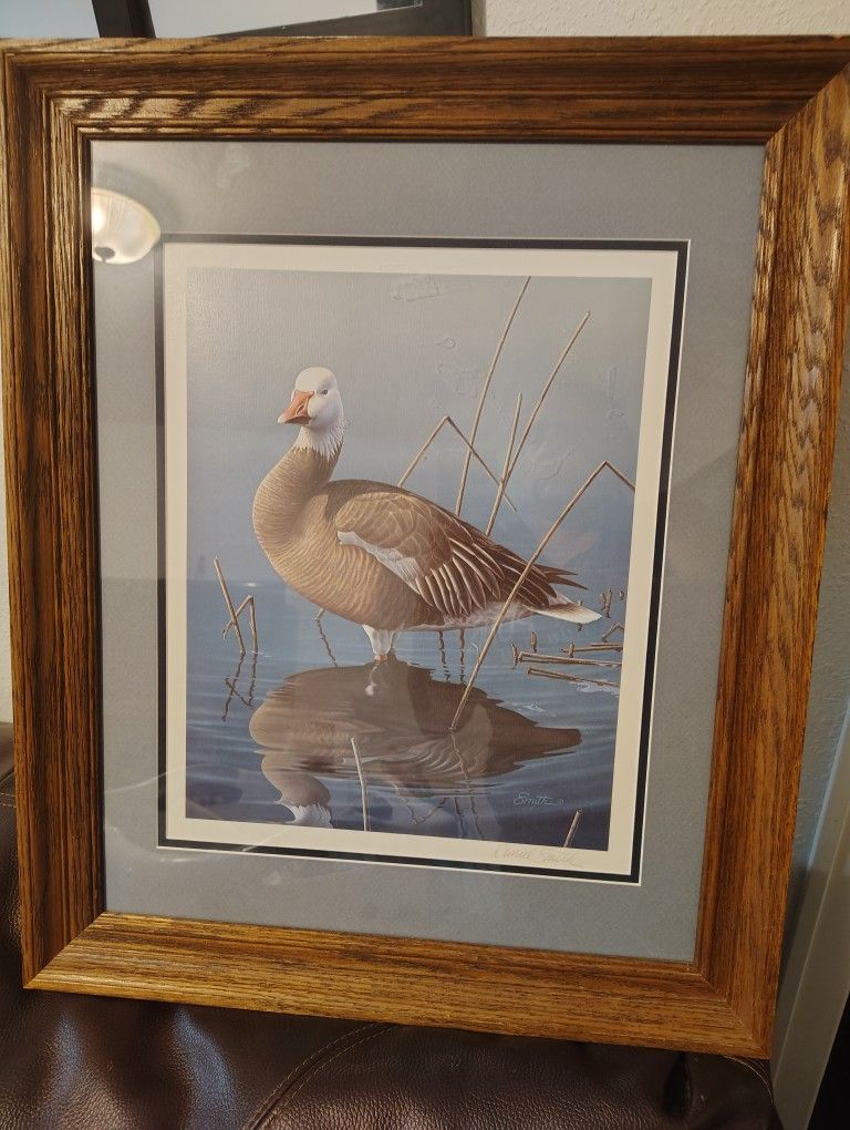 Wild Life Picture