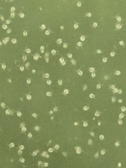 Monia Daphnia