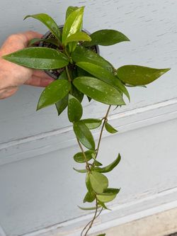 Hoya pubicalyx