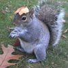 funky_squirrel
