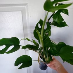 Rhaphidophora Tetrasperma 