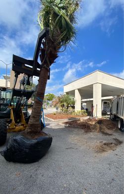 Palm tree