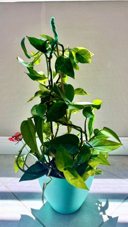 This is a pot of pothos