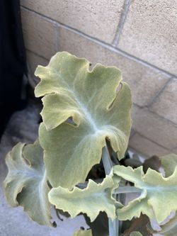 Big Leaves Kalanchoe 